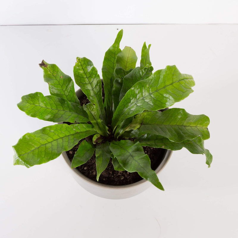Urban Sprouts Plant Fern 'Crocodile'