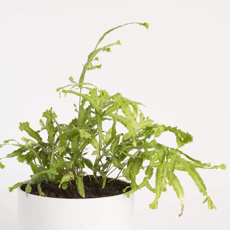 Fern 'Moonlight' - Urban Sprouts