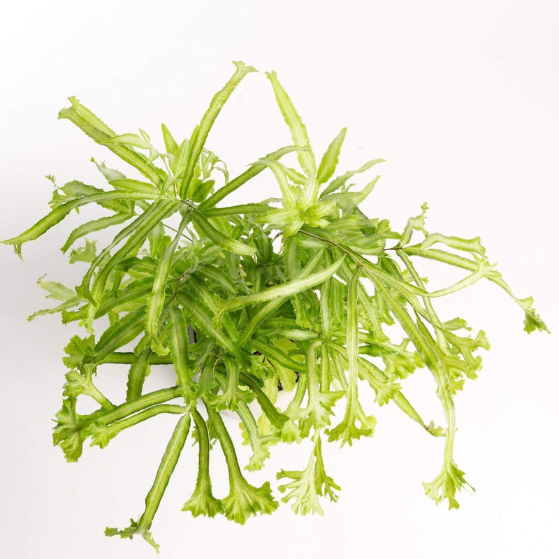 Urban Sprouts Plant Fern 'Moonlight'