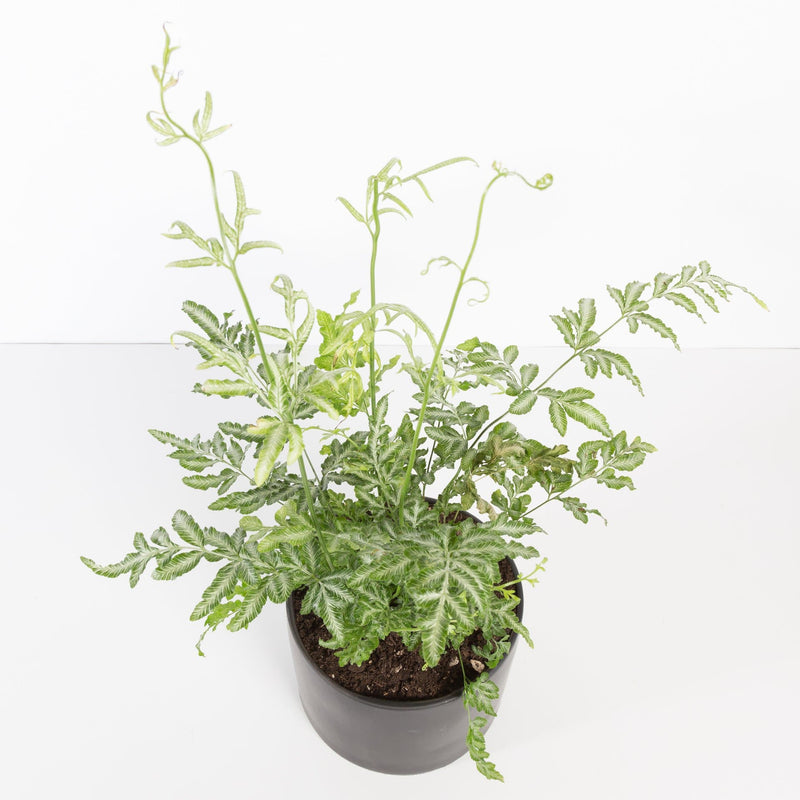 Urban Sprouts Plant Fern 'Silver Lace'