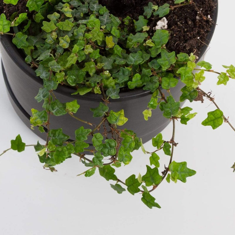 Urban Sprouts Plant Fig 'Creeping Oak Leaf'