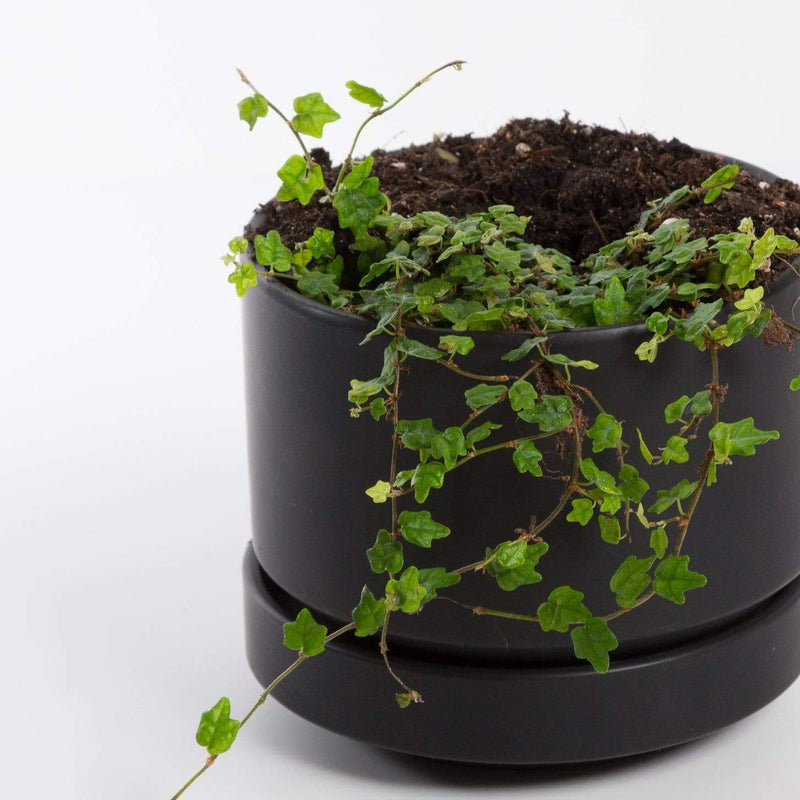 Urban Sprouts Plant Fig 'Creeping Oak Leaf'