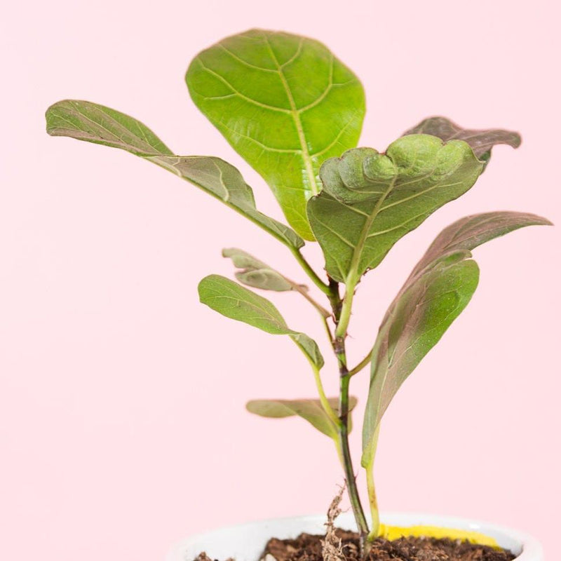 Urban Sprouts Plant Fig ' Fiddle Leaf - Little Sunshine'