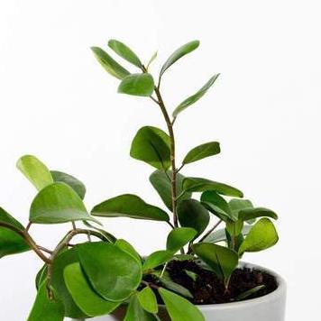 Fig 'Triangle' - Urban Sprouts