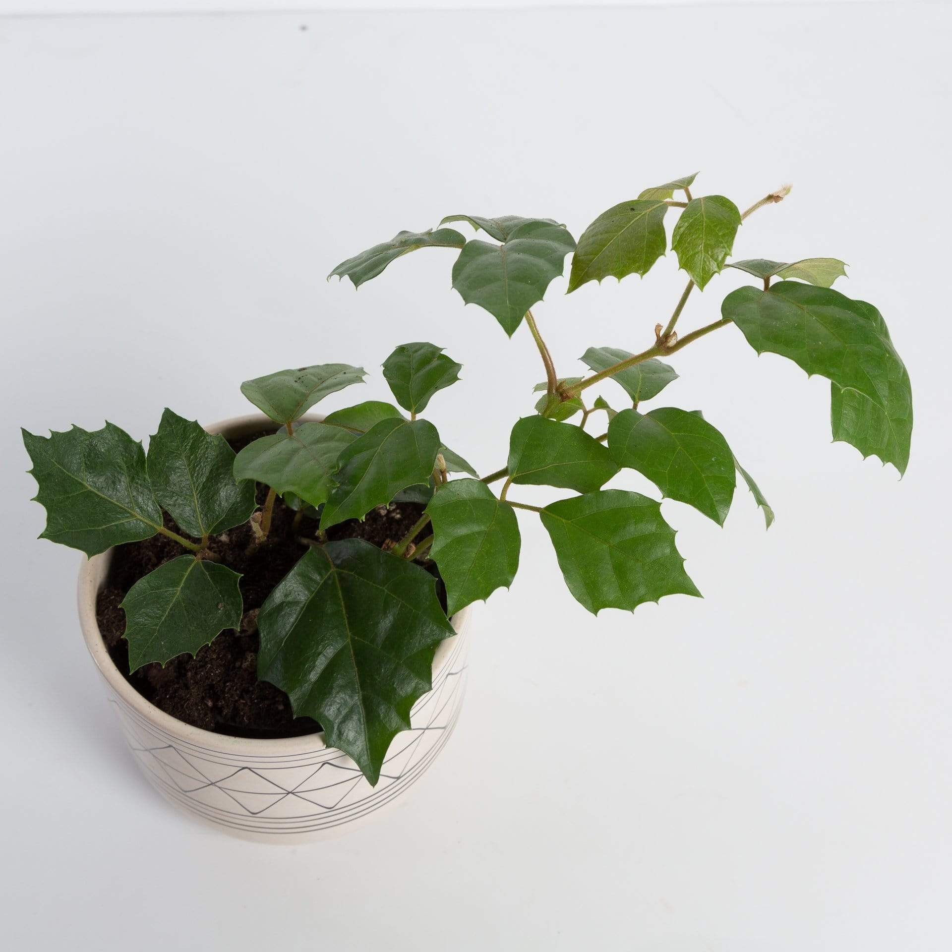 51 in. Artificial Grape Leaf Ivy Leaf Vine Hanging Plant Greenery Foliage  Bush - Yahoo Shopping