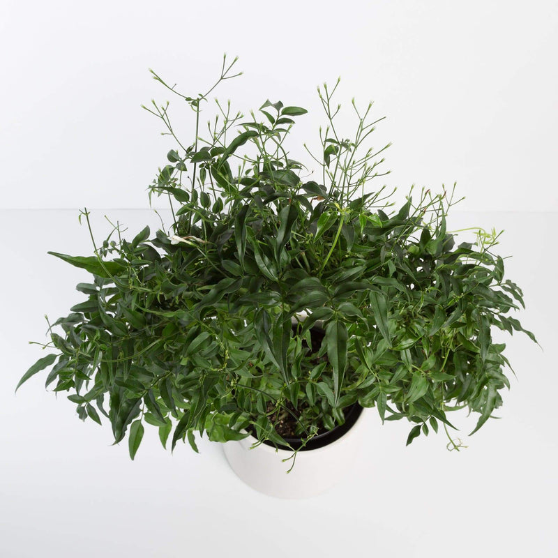 Urban Sprouts Plant Jasmine 'Flowering'