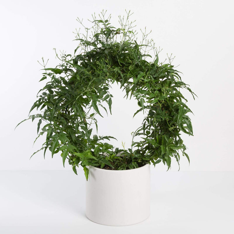 Urban Sprouts Plant Jasmine 'Flowering'