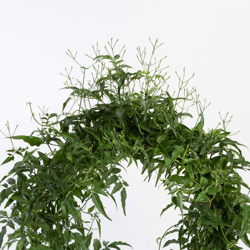 Urban Sprouts Plant Jasmine 'Flowering'