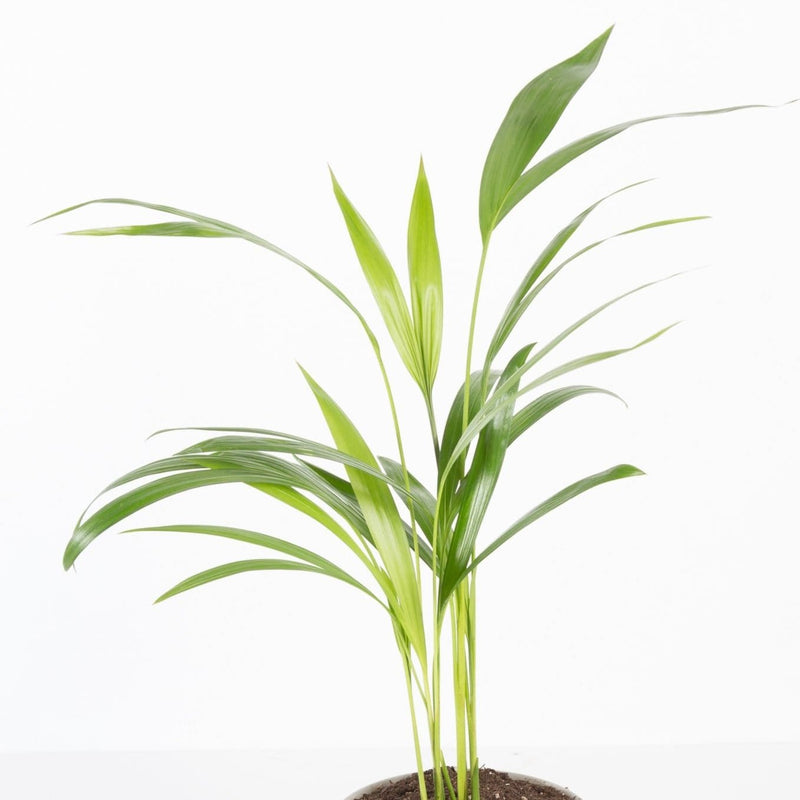 Urban Sprouts Plant Palm 'Areca'
