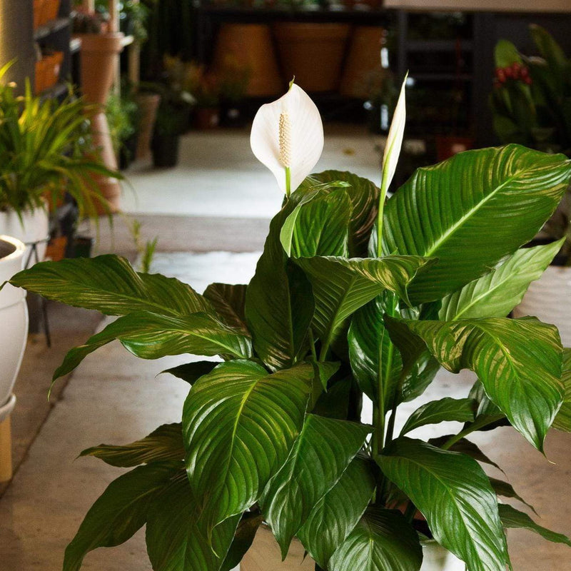 Urban Sprouts Plant Peace Lily 'Viscount'