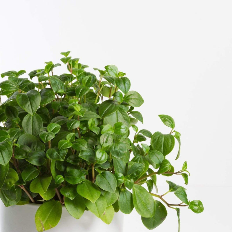 Urban Sprouts Plant Peperomia 'Cypress'