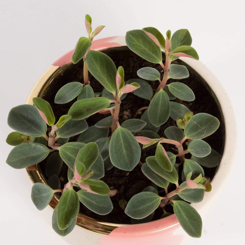Urban Sprouts Plant Peperomia 'Red Log'