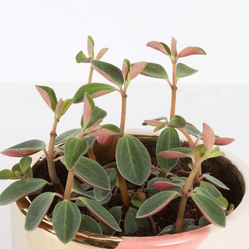 Urban Sprouts Plant Peperomia 'Red Log'