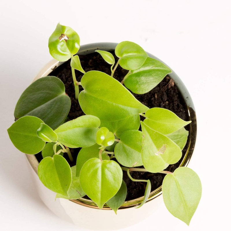 Urban Sprouts Plant Peperomia 'Scandens'