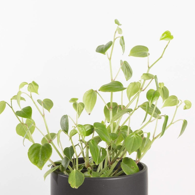Urban Sprouts Plant Peperomia 'Scandens'