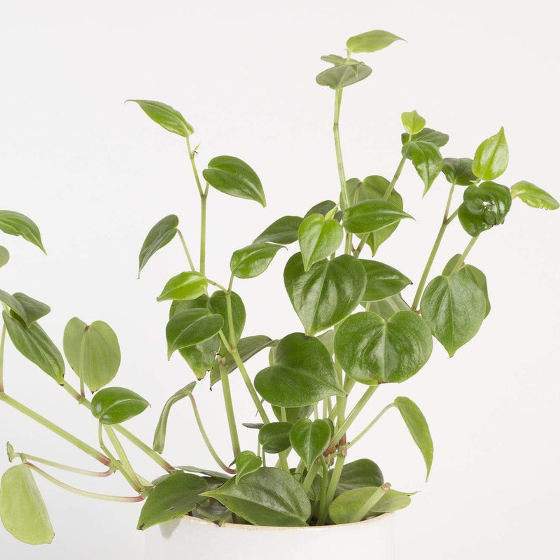 Urban Sprouts Plant Peperomia 'Scandens'
