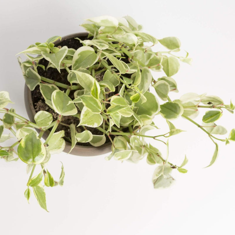 Urban Sprouts Plant Peperomia 'Scandens - Variegated'