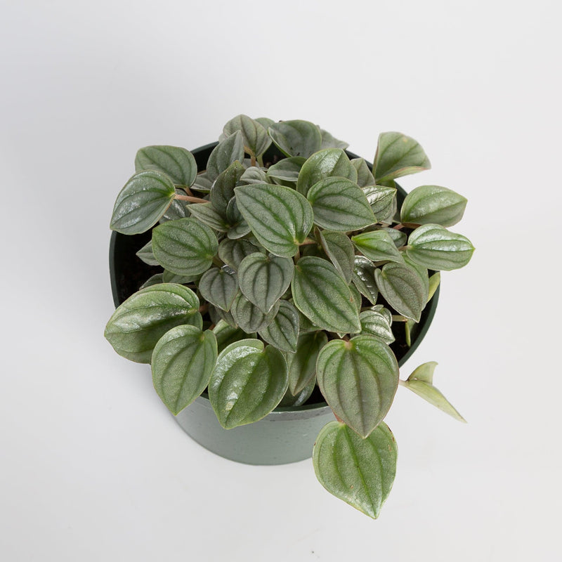 Urban Sprouts Plant Peperomia 'Smokescreen'
