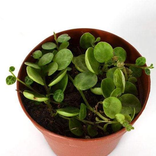 Urban Sprouts Plant Peperomia 'String of Turtles'