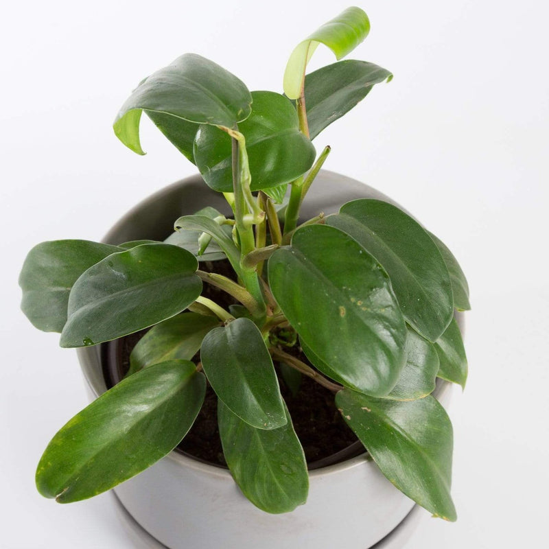 Urban Sprouts Plant Philodendron 'Eva'