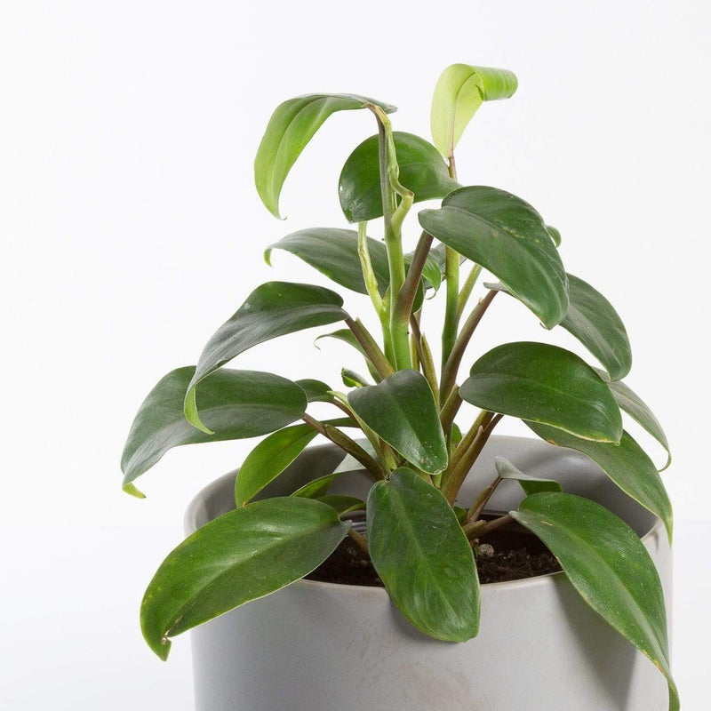 Urban Sprouts Plant Philodendron 'Eva'