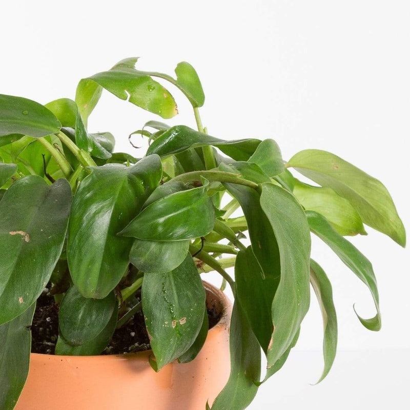 Urban Sprouts Plant Philodendron 'Eva'