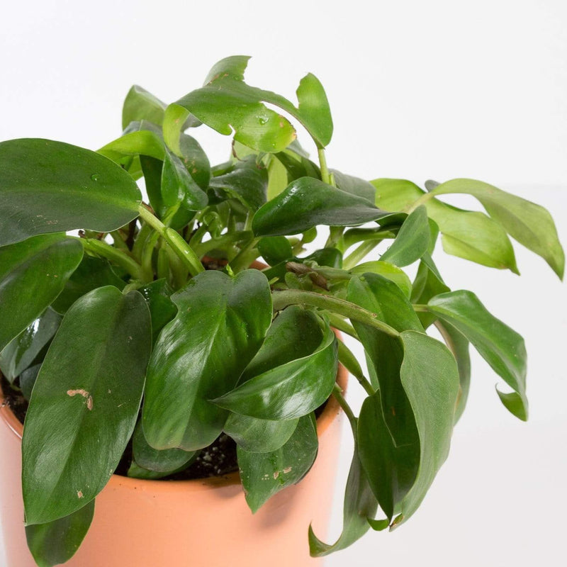 Urban Sprouts Plant Philodendron 'Eva'