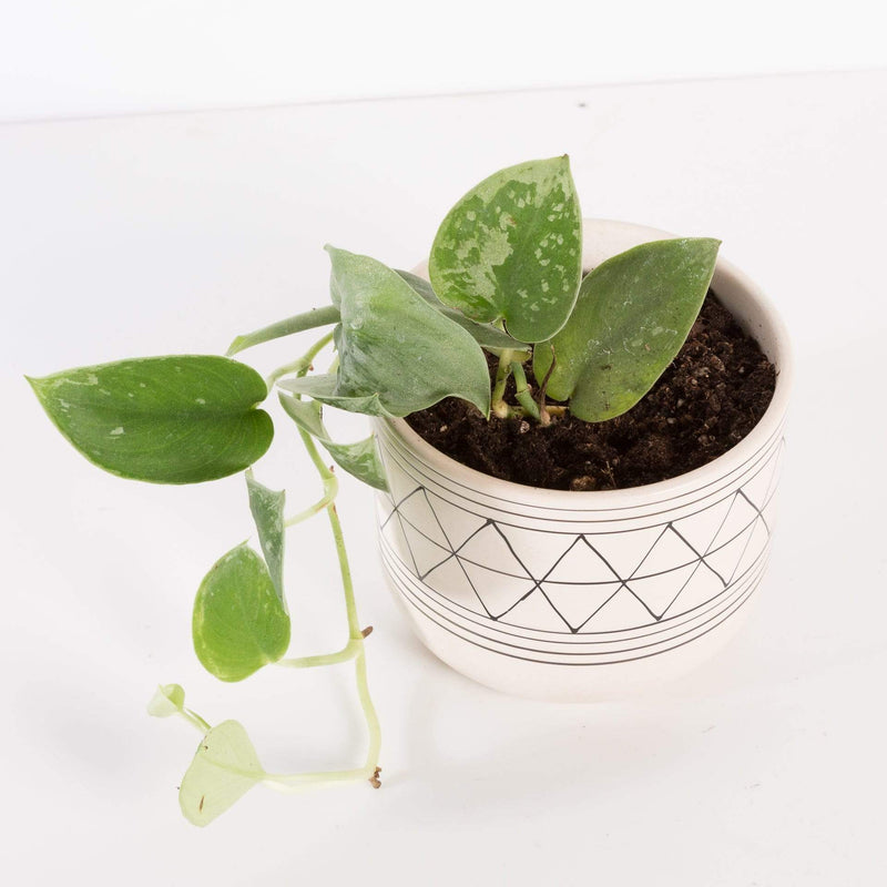 Urban Sprouts Plant Pothos 'Silvery Ann'