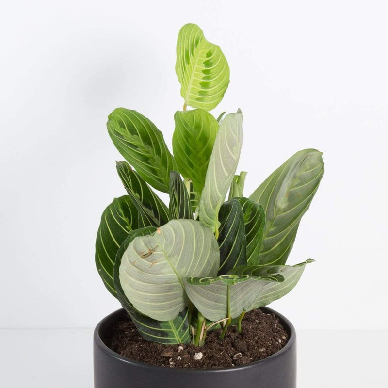 Urban Sprouts Plant Prayer Plant 'Lemon Lime'
