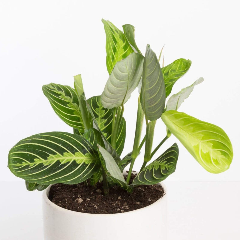 Urban Sprouts Plant Prayer Plant 'Lemon Lime'