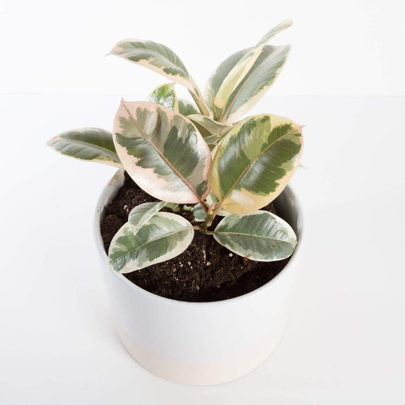 Urban Sprouts Plant Rubber Tree 'Tineke'