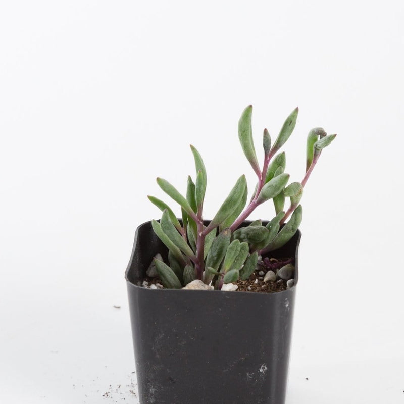 Urban Sprouts Plant Ruby Necklace