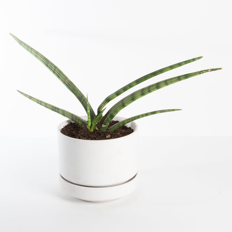 Urban Sprouts Plant Snake Plant 'African Spear'