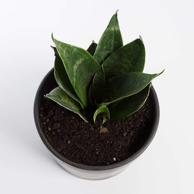 Urban Sprouts Plant Snake Plant 'Birds Nest'