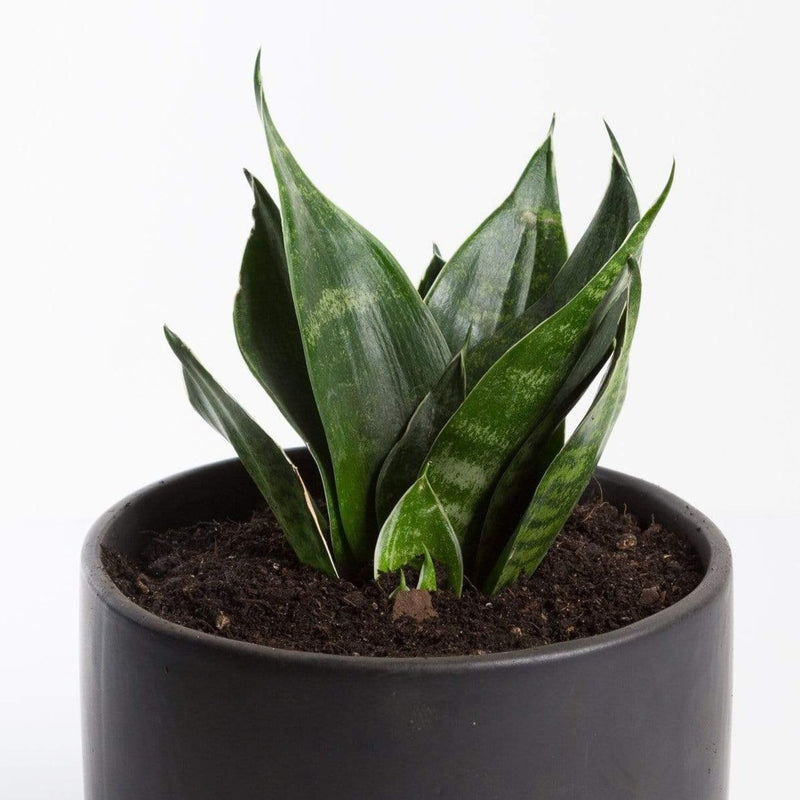 Urban Sprouts Plant Snake Plant 'Birds Nest'