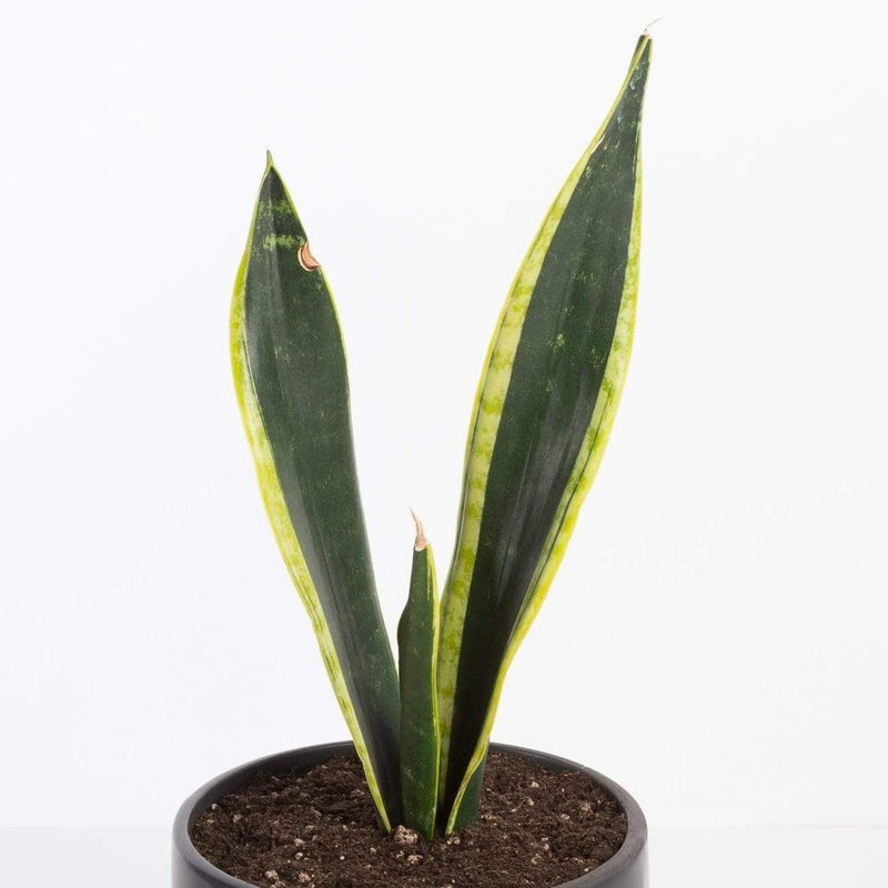 Urban Sprouts Plant Snake Plant 'Black Gold'