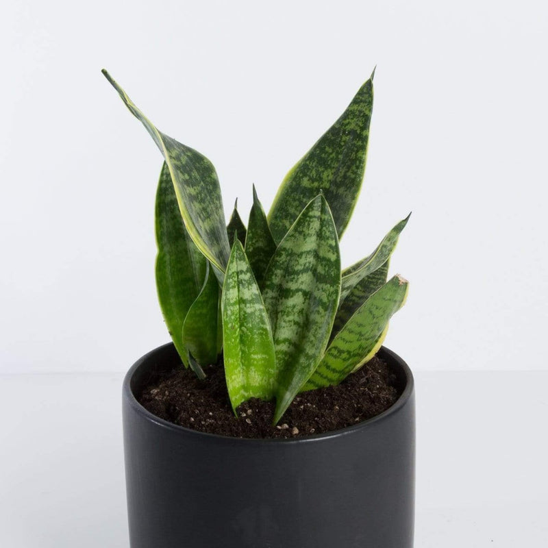 Urban Sprouts Plant Snake Plant 'Tyler'