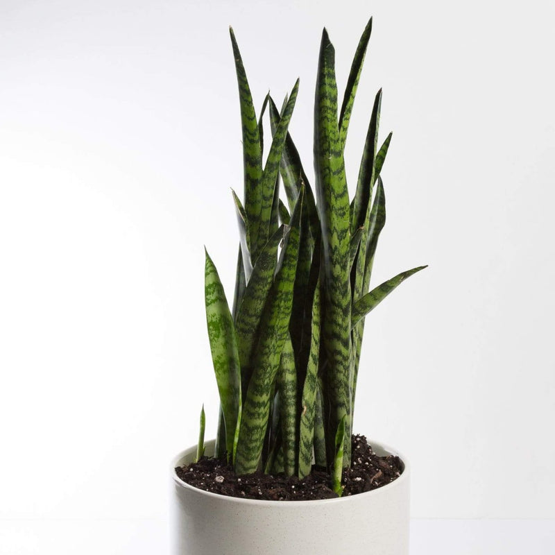Urban Sprouts Plant Snake Plant 'Zeylanica'