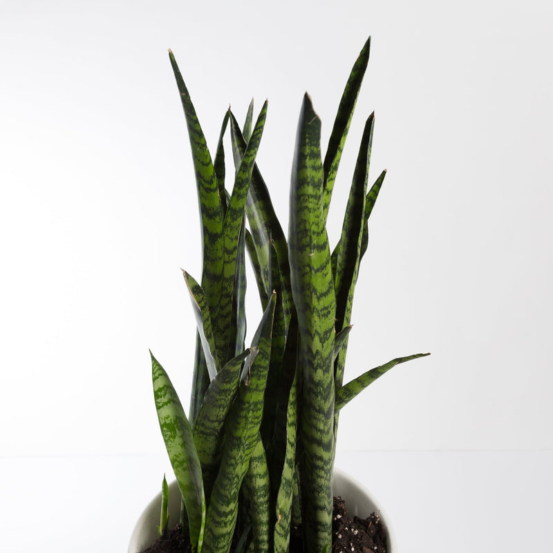 Urban Sprouts Plant Snake Plant 'Zeylanica'