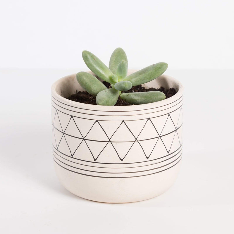 Urban Sprouts Plant Succulent 'Moonstone’