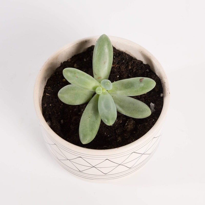 Urban Sprouts Plant Succulent 'Moonstone’