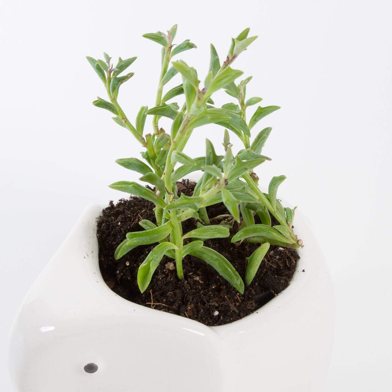 Urban Sprouts Plant Succulent 'String of Dolphins'