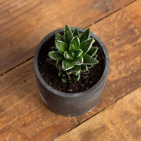 Succulent 'Zebra' - Urban Sprouts