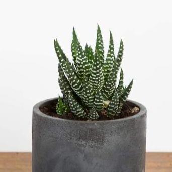 Succulent 'Zebra' - Urban Sprouts