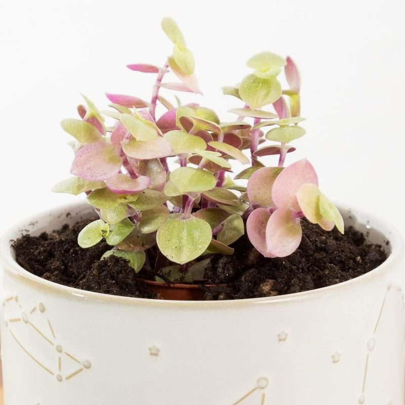 Urban Sprouts Plant Turtle Vine 'Creeping Inch Plant - Pink Lady'