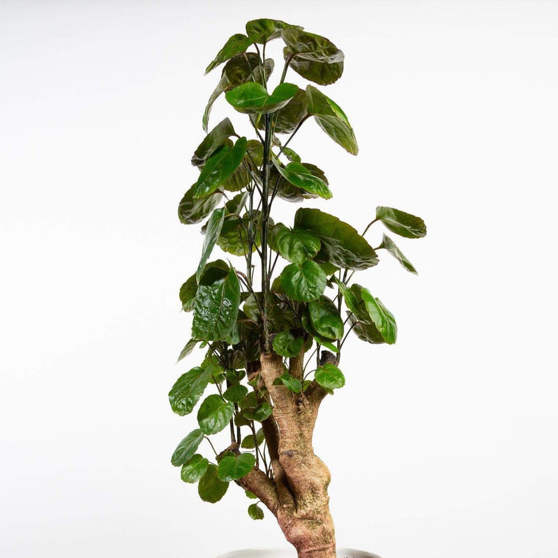 Aralia 'Dinner Plate' - Urban Sprouts