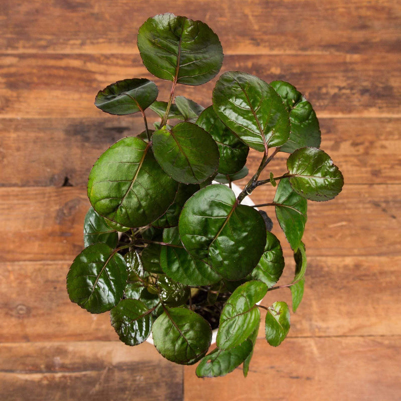 Aralia 'Dinner Plate' - Urban Sprouts