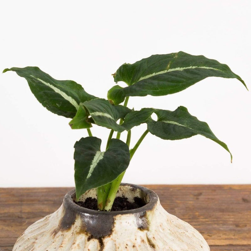 Arrowhead Vine 'Rayii' - Urban Sprouts