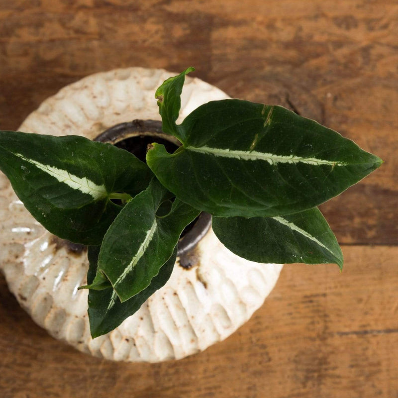 Arrowhead Vine 'Rayii' - Urban Sprouts