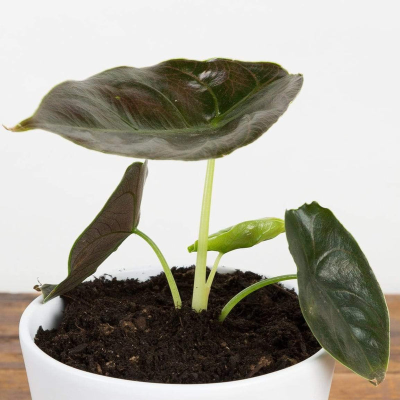 Elephant Ear 'Azlanii' - Urban Sprouts